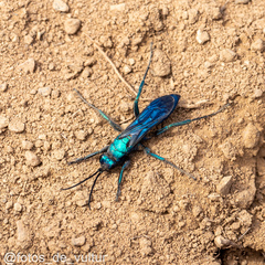 Herbstellus pachylopus