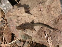 Quedenfeldtia trachyblepharus