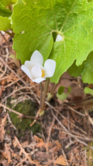 Sanguinaria canadensis