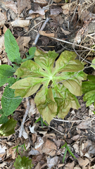 Podophyllum peltatum