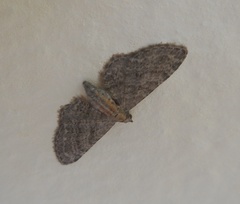 Eupithecia haworthiata