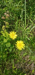 Krigia dandelion