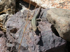 Atlantolacerta andreanskyi