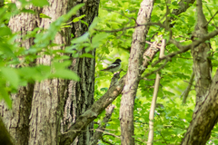 Ficedula semitorquata