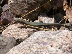 Atlantolacerta andreanskyi