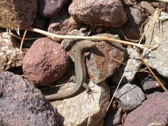 Atlantolacerta andreanskyi