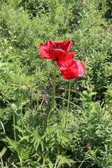 Papaver bracteatum