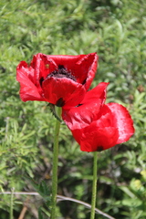 Papaver bracteatum