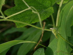 Trichosanthes cucumerina