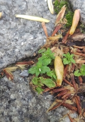 Veronica arvensis
