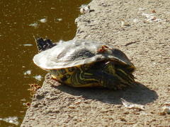 Trachemys scripta elegans
