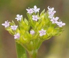Valerianella muricata