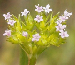 Valerianella muricata