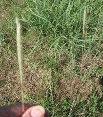 Bothriochloa torreyana