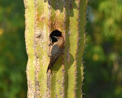 Melanerpes uropygialis
