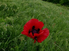Papaver bracteatum