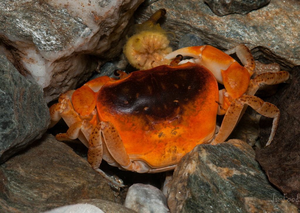 Geothelphusa bicolor