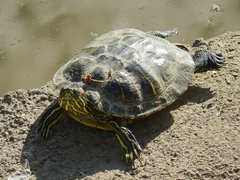 Trachemys scripta elegans