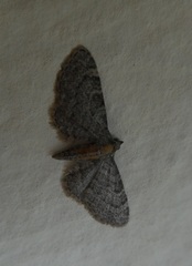 Eupithecia haworthiata