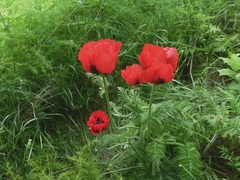 Papaver bracteatum