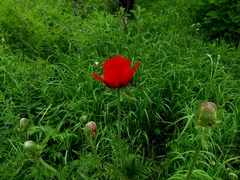 Papaver bracteatum