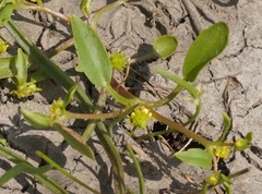 Ranunculus lateriflorus