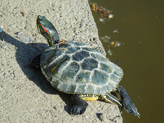 Trachemys scripta elegans