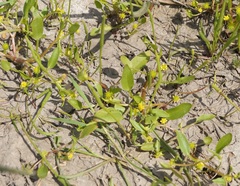 Ranunculus lateriflorus