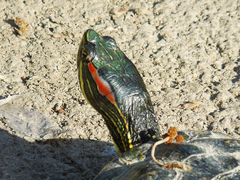 Trachemys scripta elegans