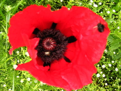 Papaver bracteatum