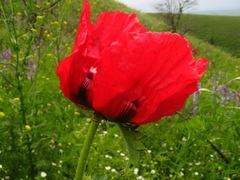 Papaver bracteatum