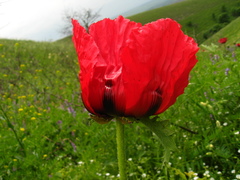 Papaver bracteatum