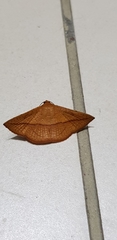 Striglina