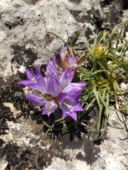 Edraianthus tenuifolius