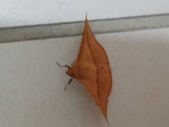 Striglina