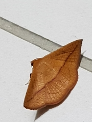 Striglina