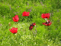 Papaver bracteatum