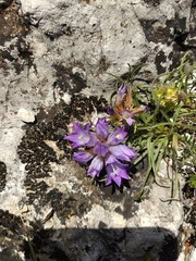 Edraianthus tenuifolius