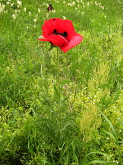 Papaver bracteatum