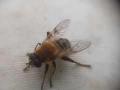 Mallota cimbiciformis