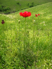 Papaver bracteatum