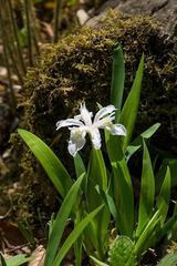 Iris cristata alba