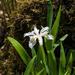 Iris cristata alba - Photo (c) Rich Stevenson, some rights reserved (CC BY-NC), uploaded by Rich Stevenson