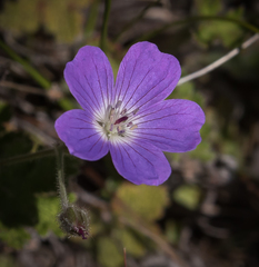 Geranium schlechteri