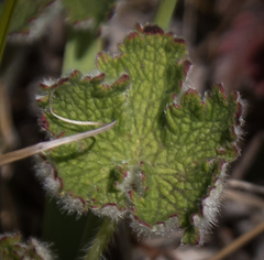 Geranium schlechteri