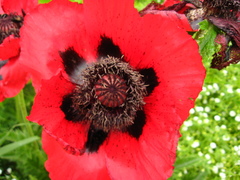 Papaver bracteatum