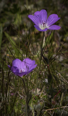 Geranium schlechteri