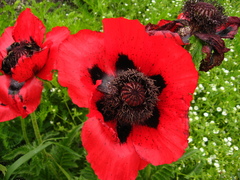 Papaver bracteatum