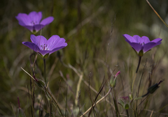 Geranium schlechteri