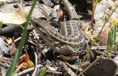 Psammodromus occidentalis